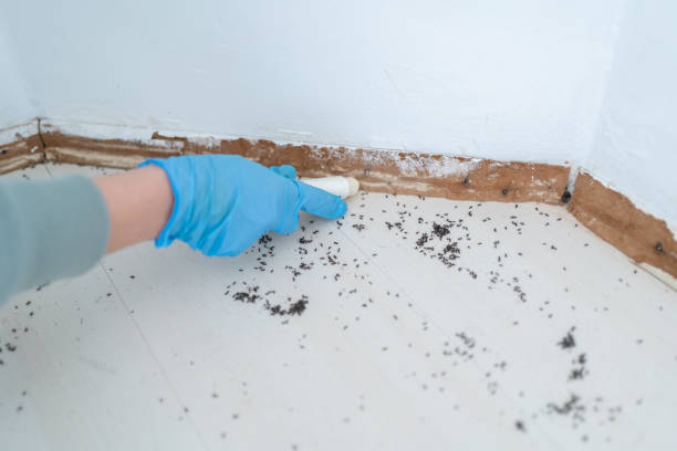 Wasp Removal Services in Margaret, AL